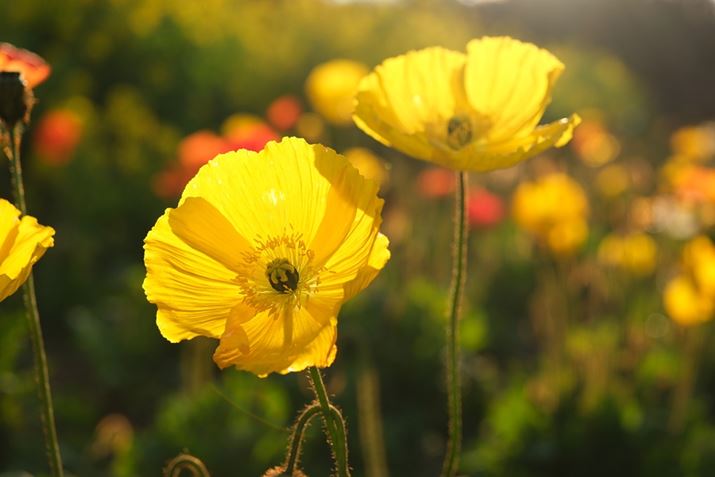 X-H2AXF16-80mmF4 R OIS WRA45mmi35mmZ68mmjAISO400AF4A1/680bAzCgoXFAtBV~[VFPROVIA/X^_[hBeʐ^i7728×5152A18.6MBj