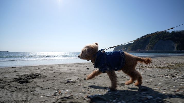 Ɠڐ̒ႢʒuWoŎBeV[łBJlɋ߂Â邱ƂŎ܂