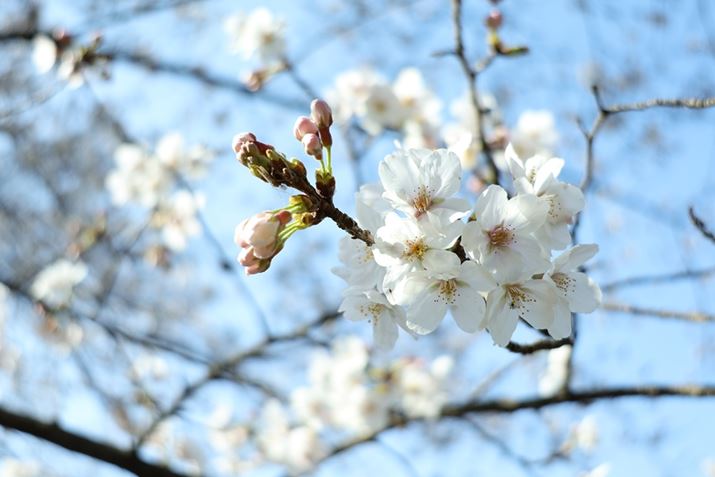 uEOS R8v̓tTCYȂ̂ŔʊE[x󂭂₷BJFlقǏȂĂA][܂gĊ邱ƂŁẢԂтwiڂĕ`ʂłEOS R8ARF24-50mm F4.5-6.3 IS STMA50mmAF6.3A1/125bAISO100AzCgoXFI[gi͋CD/B5AG4jAsN`[X^CFfBe[dkʐ^i3000×2000A3.1MBj