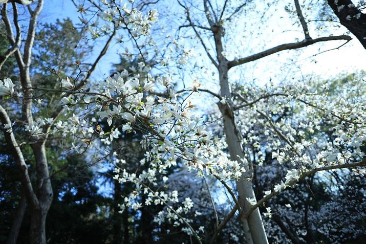 uRF24mm F1.8 MACRO IS STMvŎBeBsg킹ɑ΂Awi_Ci~bNɂڂȂL荞߂̂̃JeS[̃Ý̖B炩ȊKtTCY@Ȃł͂ƌEOS R8ARF24mm F1.8 MACRO IS STMA24mmAF1.8A1/1600bAISO100AzCgoXFziB3,0jAsN`[X^CFfBe[dkʐ^i3000×2000A5.1MBj