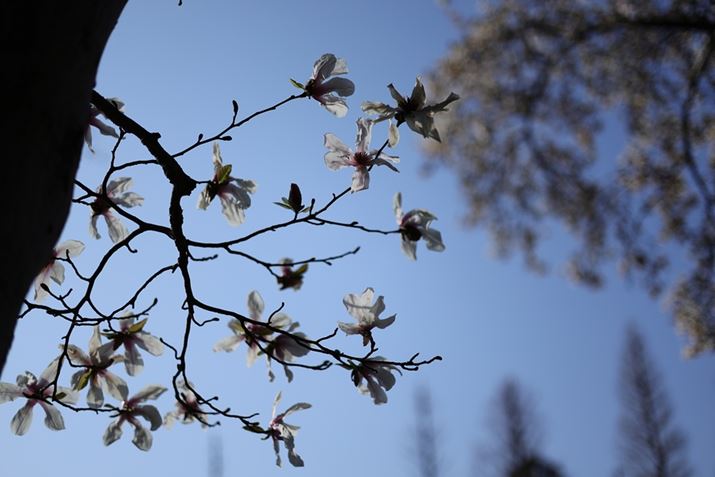 dqVb^[p̓Vb^[x1/16000b܂ōɂłidq斋1/4000bjBŐV̉fGWuDIGIC Xv̌ʁBł1/8000bɐݒ肷邱ƂŁAD݂̊JlƘIoł̎BełB̋@\͖邢Y𐰓VŎgʂȂǂŏd󂷂EOS R8ARF50mm F1.8 STMA50mmAF1.8A1/8000bAISO100AzCgoXFziB3A0jAsN`[X^CFfBe[dkʐ^i3000×2000A3.4MBj