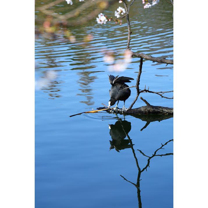 EOS R8ARF100-400mm F5.6-8 IS USMA183mmAF8A1/250bAISO200AzCgoXFziB2AG1jAsN`[X^CFX^_[hkʐ^i2000×3000A3.8MBj