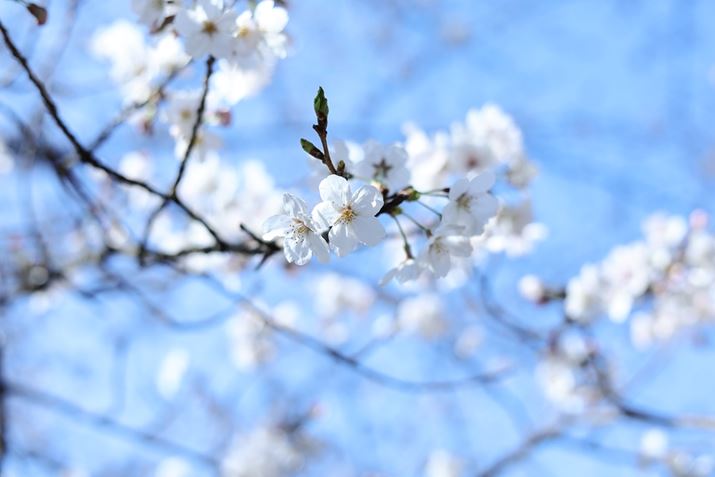 N͋C܂ɏt߂ɖKAU炵Ă܂EOS R8ARF50mm F1.8 STMA50mmAF3.2A1/400bAISO100AzCgoXFFxi4600K/B5AG4jAsN`[X^CFfBe[dkʐ^i3000×2000A2.8MBj