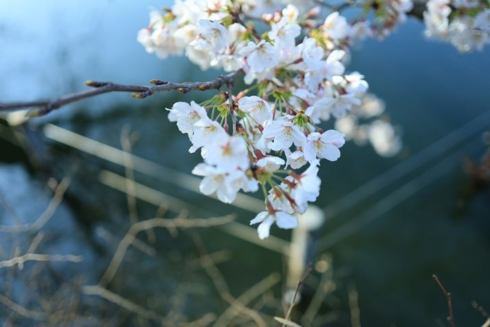 EOS R8ARF24mm F1.8 MACRO IS STMA24mmAF2A1/800bAISO100AzCgoXFziB3AG5jAsN`[X^CFikʐ^i3000×2000A3.1MBj