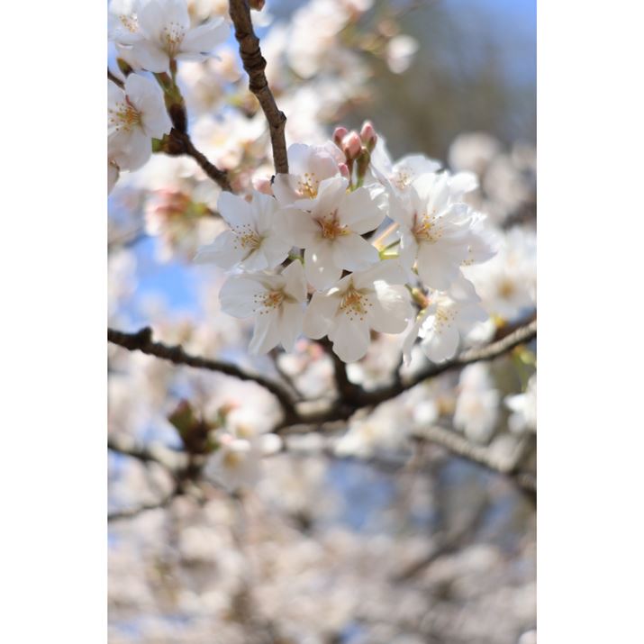 EOS R8ARF24-50mm F4.5-6.3 IS STMA50mmAF6.3A1/250bAISO100AzCgoXFzi0AG2jAsN`[X^CFikʐ^i2000×3000A3.1MBj