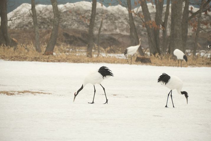 ߌ䂩BeX-S10AXF70-300mmF4-5.6 R LM OIS WRA300mmi35mmZ450mmjAiDAEAF5.6A1/900bAISO1000AzCgoXFAiR+2AB-2jAtBV~[VFPRO Neg.StdABeʐ^i6240×4160A11.3MBj