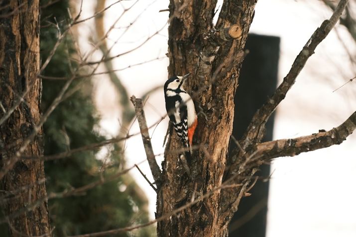 uǂ݂ӂv̗ɂ́AAJQV}GiKŗ̂ŁA쒹D̕XɂlC܂X-S10AXF70-300mmF4-5.6 R LM OIS WRA258mmi35mmZ388mmjAiDAEAF5.6A1/480bAISO3200AzCgoXFAiR{2AB|2jAtBV~[VFNVbNlKBeʐ^i6240×4160A11.2MBj