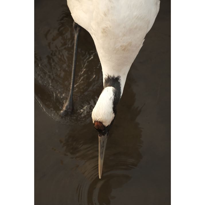 ̉܂ŁA^`EeNeNĂĂ܂X-S10AXF70-300mmF4-5.6 R LM OIS WRA289mmi35mmZ434mmjAiDAEAF6.4A1/480bAISO3200AzCgoXFFxݒi8100KjAtBV~[VFETERNA/Vl}Beʐ^i4160×6240A9.7MBj