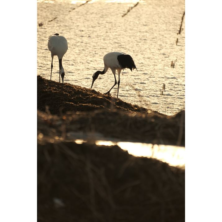 HċArA^`EƑ܂BāA^`EȂ悤ɐÂɃVb^[؂܂X-S10AXF70-300mmF4-5.6 R LM OIS WRA289mmi35mmZ434mmjAiDAEAF5.6A1/3000bAISO800AzCgoXFFxݒi8100KjAtBV~[VFETERNA/Vl}Beʐ^i4160×6240A12.1MBj