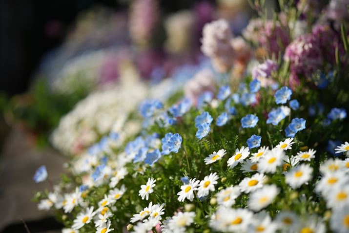 uFE 50mm F1.4 GMvŎBeBi͊JF1.4ɂă{PmFĂ݂܂7 IVAFE 50mm F1.4 GMAISO100AF1.4A1/6400bAzCgoXFI[gANGCeBubNFSTBeʐ^i7008×4672A17.8MBj