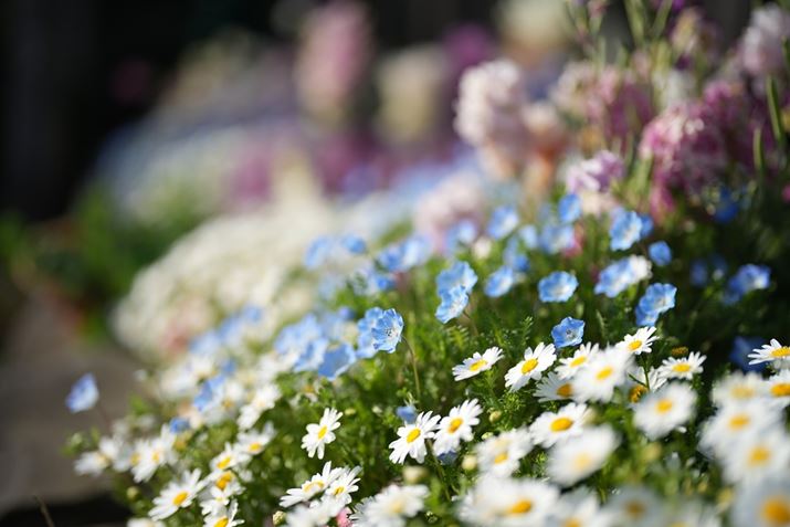 uFE 50mm F1.2GMvŎBeBiJF1.2ɂă{PmFĂ݂܂7 IVAFE 50mm F1.2 GMAISO100AF1.4A1/8000bAzCgoXFI[gANGCeBubNFSTBeʐ^i7008×4672A17.5MBj