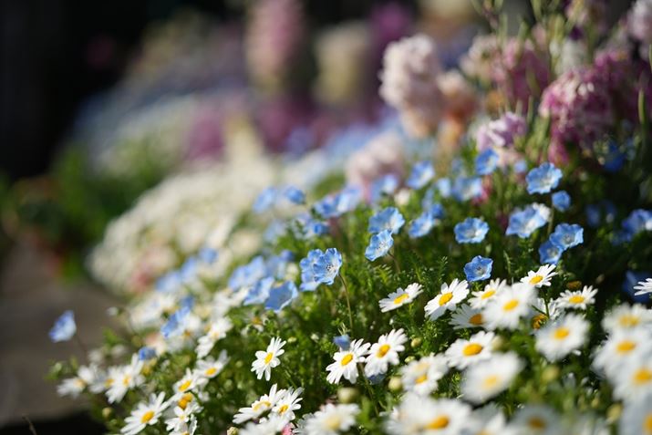 uPlanar T* FE 50mm F1.4 ZAvŎBeBiJF1.4ł̃{PmFĂ݂܂7 IVAPlanar T* FE 50mm F1.4 ZAAISO100AF1.4A1/6400bAzCgoXFI[gANGCeBubNFSTBeʐ^i7008×4672A17.7MBj