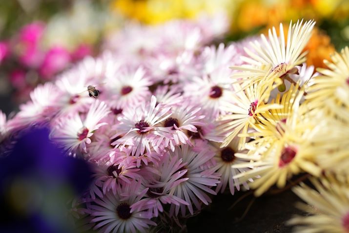 7 IVAFE 50mm F1.4 GMAISO100AF2A1/2000bAzCgoXFI[gANGCeBubNFSTBeʐ^i7008×4672A16.6MBj