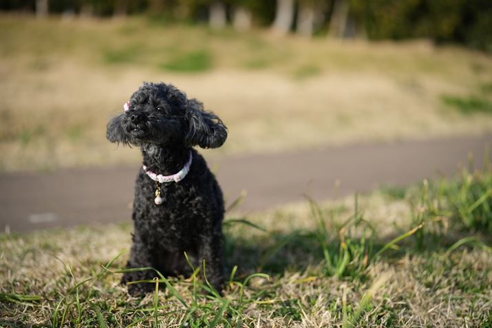 7 IVAFE 50mm F1.4 GMAISO100AF1.4A1/3200bAzCgoXFI[gANGCeBubNFSTBeʐ^i7008×4672A18.2MBj