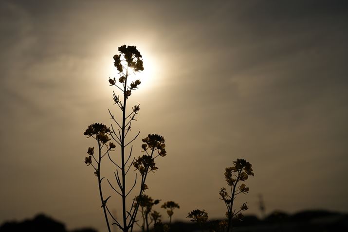 7 IVAFE 50mm F1.4 GMAISO100AF5.6A1/8000bAzCgoXFAANGCeBubNFSTBeʐ^i7008×4672A16.7MBj