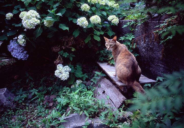 18NOɃ|WtBŎBeʐ^łButBTCR[I fW^Ȃ`vƎvĂ܂A܂±2.5ix̃``[hi_Ci~bNWjƂ́ccCJ M6ACJ Y~N 35mm F2AxmtC PROVIA 100FiRDP-IIIj