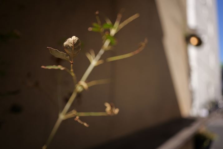 [̐AɂꂢɌĂĔ̂ŎBe1BŒZBet߂͔ʊE[x󂢂߁At̎OɃsg킹ƁAt̉͊炩Ƀ{PĂ̂킩Bsgʒu傫ȃ{P܂ł̃Of[VLUMIX S5IIA20mm F2 DG DNAF2A1/2000bAISO100AWBFVAtHgX^CFX^_[hBeʐ^i6000×4000A7.2MBj