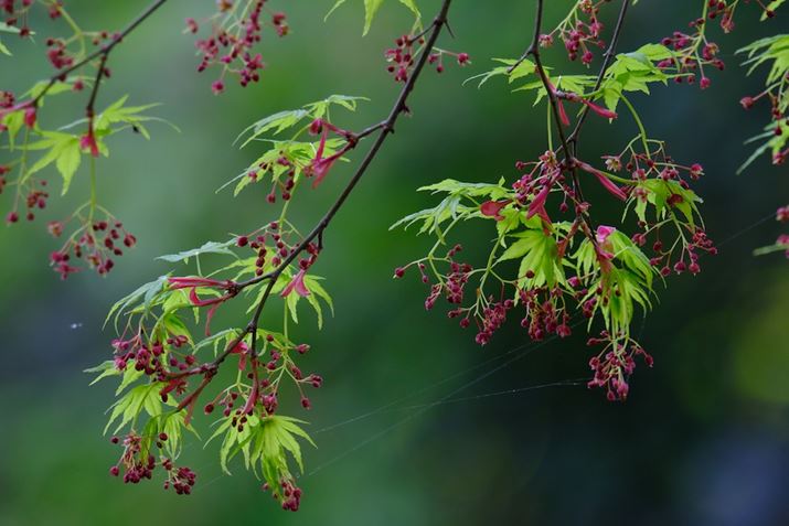 ][500mmōiF8̕`ʂmFĂ݂܂X-H2A150-500mm F/5-6.7 Di III VC VXDA500mmi35mmZ750mmjAISO400AF8A1/27bAzCgoXFI[gAtBV~[VFVelvia/rrbhBeʐ^i7728×5152A20.8MBj