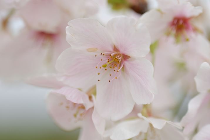 Lp[150mm̍ŒZBeł̎BeX-H2A150-500mm F/5-6.7 Di III VC VXDA150mmi35mmZ225mmjAISO400AF5A1/900bAzCgoXFI[gAtBV~[VFASTIA/\tgBeʐ^i7728×5152A15.3MBj