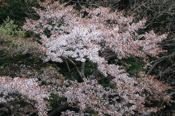 X-H2A150-500mm F/5-6.7 Di III VC VXDA150mmi35mmZ225mmjAISO125AF5A1/80bAzCgoXFI[gAtBV~[VFPROVIA/X^_[hBeʐ^i7728×5152A25.2MBj