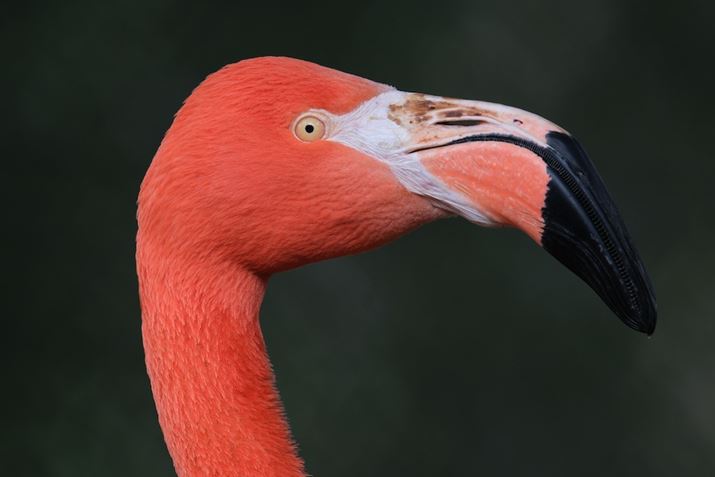 X-H2A150-500mm F/5-6.7 Di III VC VXDA500mmi35mmZ750mmjAISO400AF7.1A1/85bAzCgoXFI[gAtBV~[VFPROVIA/X^_[hBeʐ^i7728×5152A17.9MBj