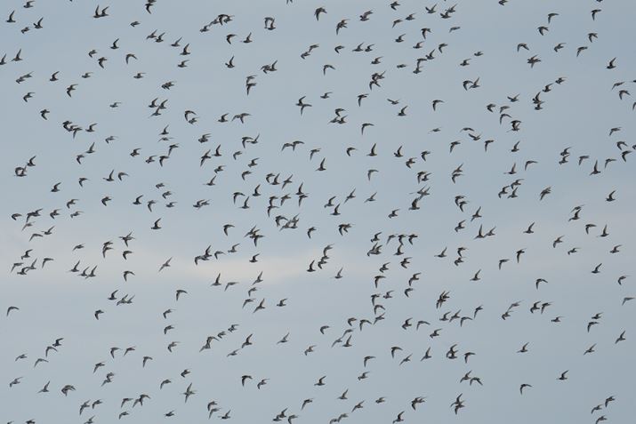 X-H2A150-500mm F/5-6.7 Di III VC VXDA500mmi35mmZ750mmjAISO800AF6.7A1/1000bAzCgoXFI[gAtBV~[VFPROVIA/X^_[hBeʐ^i7728×5152A18.2MBj