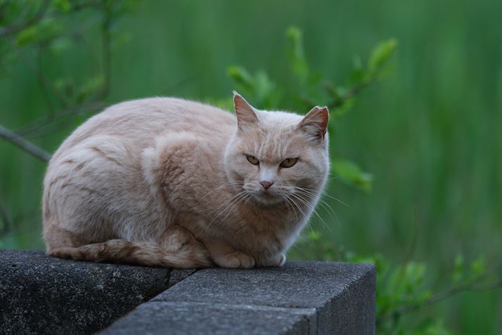 X-H2A150-500mm F/5-6.7 Di III VC VXDA382.5mmi35mmZ574mmjAISO800AF6.3A1/300bAzCgoXFI[gAtBV~[VFPROVIA/X^_[hBeʐ^i7728×5152A20.4MBj