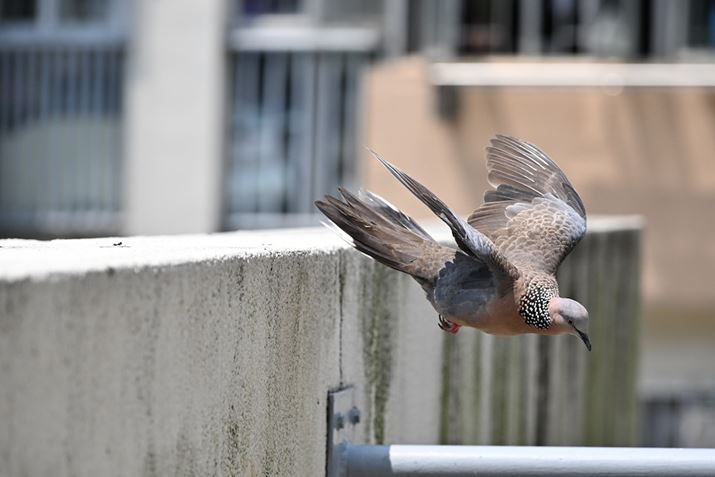 XŌїuԂ_āAō60R}/b̃vLv`ŎBeBї̂ăVb^[Ă邪AImɎBe邱ƂłZ 8ANIKKOR Z 24-120mm f/4 SA120mmAF4A1/4000bAISO500AWBFRI[gAsN`[Rg[FI[gAANeBuD-CeBOFWAܕ␳FAxmCYጸFWAbmCYጸFȂAunCXs[ht[Lv`{v́uC60vŎBeAJPEGBeʐ^i5392×3592A5.5MBj