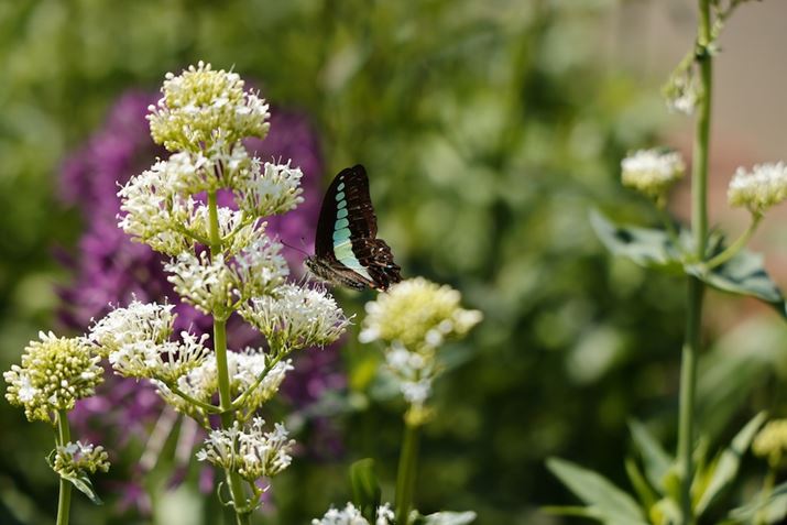 ˑRڂ̑OɌꂽuRF24-105mm F4 L IS USMv̖][105mmŎBeB70mmƁuƊ肽vƎv͂Bʑ̂́A܂]ɋuRF24-105mm F4 L IS USMv̂ق͂𔭊EOS R5ARF24-105mm F4 L IS USMA105mmAF4A1/1600bAISO160AzCgoXFziG4jAsN`[X^CFfBe[dBeʐ^i8192×5464A13.8MBj