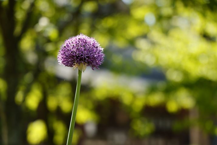 EOS R5ARF24-105mm F4 L IS USMA105mmAF4A1/250bAISO100AzCgoXFziG4jAsN`[X^CFfBe[dBeʐ^i8192×5464A11.2MBj