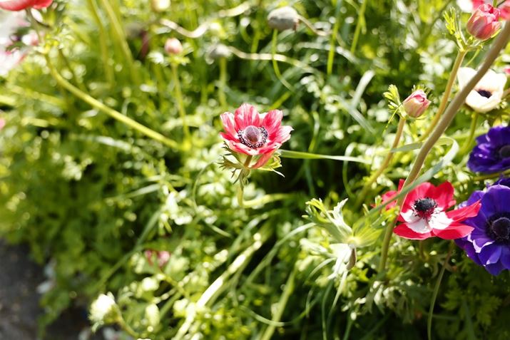 EOS R5ARF24-105mm F4 L IS USMA32mmAF4A1/250bAISO100AzCgoXFziG4jAsN`[X^CFfBe[dBeʐ^i8192×5464A12.7MBj