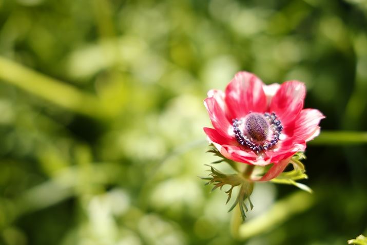 EOS R5ARF24-105mm F4 L IS USMA105mmAF4A1/250bAISO100AzCgoXFziG4jAsN`[X^CFfBe[dBeʐ^i8192×5464A11.9MBj