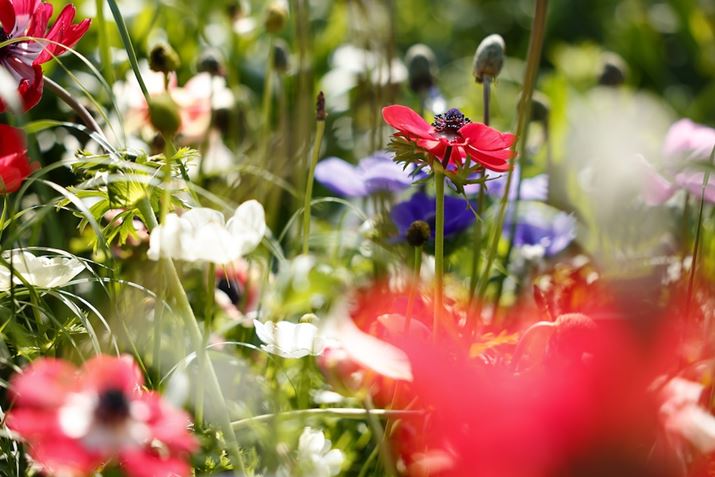 EOS R5ARF24-70mm F2.8 L IS USMA70mmAF2.8A1/800bAISO100AzCgoXFziG4jAsN`[X^CFfBe[dBeʐ^i8192×5464A13.5MBj