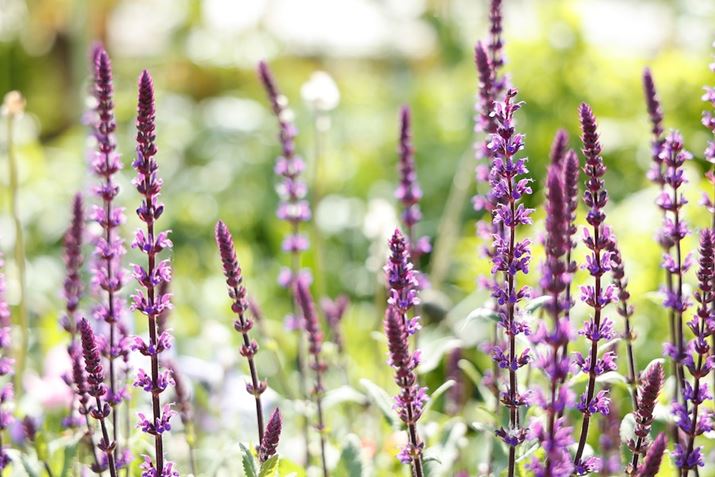 EOS R5ARF24-105mm F4 L IS USMA70mmAF4A1/160bAISO100AzCgoXFziG4jAsN`[X^CFfBe[dBeʐ^i8192×5464A14.0MBj