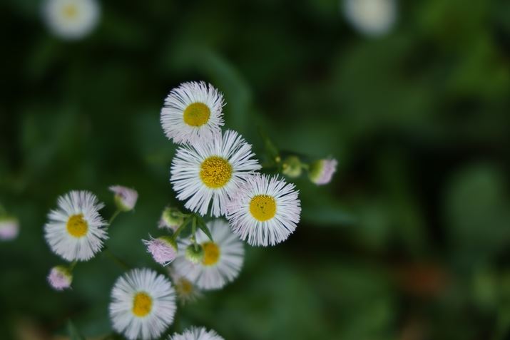 EOS R5ARF24-105mm F4 L IS USMA105mmAF4A1/100bAISO400AzCgoXFziG4jAsN`[X^CFfBe[dBeʐ^i8192×5464A10.5MBj