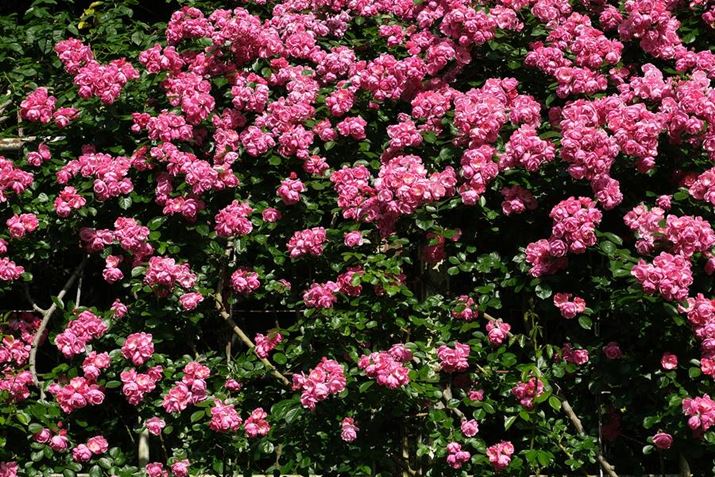 X-S20AXC15-45mmF3.5-5.6 OIS PZA45mmi35mmZ69mmjAISO160AF5.6A1/600bAzCgoXFI[gi͋CDjAtBV~[VFPROVIA/X^_[hBeʐ^i6240×4160A14.7MBj