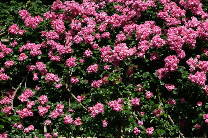 X-S10AXC15-45mmF3.5-5.6 OIS PZA45mmi35mmZ69mmjAISO160AF5.6A1/550bAzCgoXFI[gi͋CDjAtBV~[VFPROVIA/X^_[hBeʐ^i6240×4160A14.6MBj