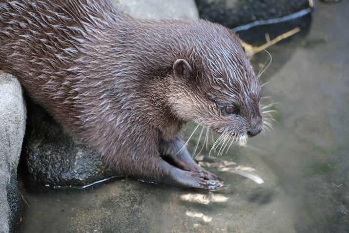 uX-S20v̔ʑ̌ȏΏۂ𓮕ɂĎBe܂X-S20AXF70-300mmF4-5.6 R LM OIS WRA231mmi35mmZ347mmjAISO500AF5.6A1/1600bAzCgoXFI[gi͋CDjAtBV~[VFPROVIA/X^_[hBeʐ^i6240×4160A14.5MBj