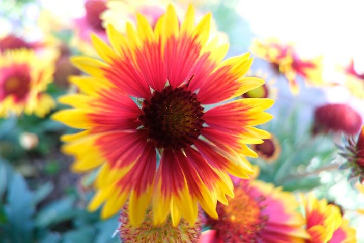 X-H2A11-20mm F/2.8 Di III-A RXDA11mmi35mmZ16.5mmjAISO400AF2.8A1/160bAzCgoXFI[gi͋CDjAtBV~[VFPROVIA/X^_[hBeʐ^i7728×5152A15.7MBj