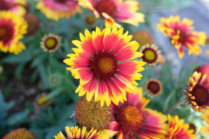 X-H2A11-20mm F/2.8 Di III-A RXDA20mmi35mmZ30mmjAISO400AF2.8A1/350bAzCgoXFI[gi͋CDjAtBV~[VFPROVIA/X^_[hBeʐ^i7728×5152A19.1MBj