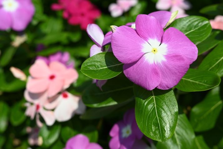 Z fcANIKKOR Z 40mm f/2AF5.6A1/800bAISO100AzCgoXFRI[gAsN`[Rg[FI[gAANeBuD-CeBOFȂABlbgRg[FWA䂪ݕ␳FAܕ␳FAJPEGABeFR~zBeʐ^i5568×3712A6.8MBj