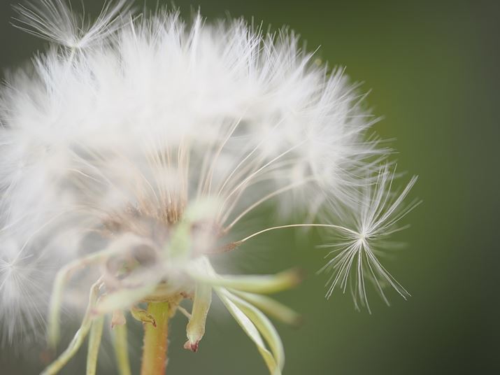 {Y̎gn߂ɎB1łB}NYƂŒϔOAgn߂͂ǂĂԂAɖڂsĂ܂܂Bł܂T߂ȋŎBĂ܂OM-1AM.ZUIKO DIGITAL ED 90mm F3.5 Macro IS PROA90mmi35mmZ180mmjAF3.5A1/200bAISO200AsN`[[hFi`Beʐ^i5184×3888A7.1MBj