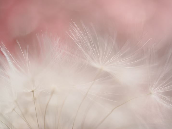 v؂ĖȖтłȃMM܂ŋߊĎBeĂ݂܂BO̖Ȗт傫{PāA܂Ń\tgtH[JX̂悤Ȃ炩ȕ`ʂ̒ɁAsg̍Ȗт̑݊܂OM-1AM.ZUIKO DIGITAL ED 90mm F3.5 Macro IS PROA90mmi35mmZ180mmjAF3.5A1/500bAISO200AsN`[[hFi`Beʐ^i5184×3888A9.7MBj