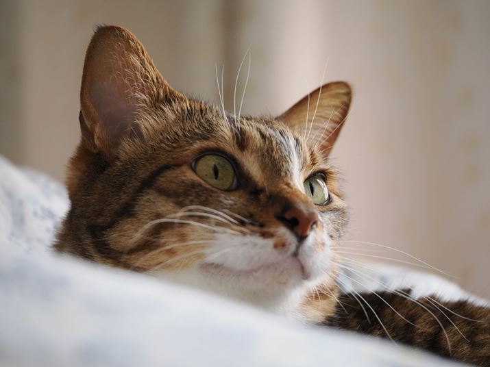 䂪Ƃ̎jL̐QNɂĂ͙zXLO1BnCCg̓AqQ̃LbƂ`ʂƂӂӂ̖т̎̈Ⴂɕ`Ă܂OM-1AM.ZUIKO DIGITAL ED 90mm F3.5 Macro IS PROA90mmi35mmZ180mmjAF3.5A1/160bAISO1250AsN`[[hFi`Beʐ^i5184×3888A7.3MBj