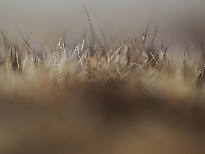 w̖тuS-MACROv[hŃN[YAbvBтƎvĂѐ悪邭J[Ă̂͐VłOM-1AM.ZUIKO DIGITAL ED 90mm F3.5 Macro IS PROA90mmi35mmZ180mmjAF5.0A1/25bAISO3000AsN`[[hFi`Beʐ^i5184×3888A6.2MBj