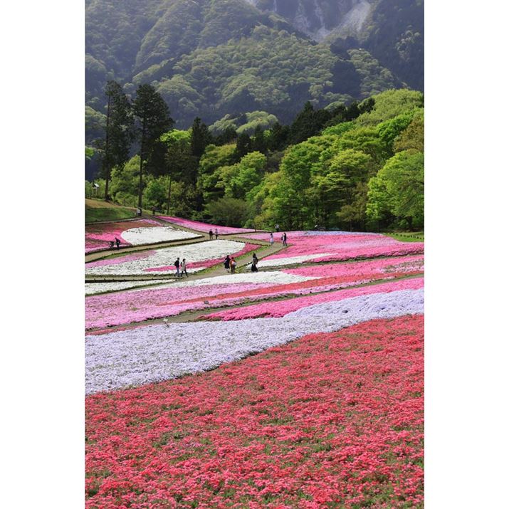 ۂȂƂŁAō̃sNƎ؂̃O[̃RgXgAƂʍ\ɂĂ݂܂BcʒuōEl߂Ă̂|CgłBꏊ͂ǂĂLiƂ炦Ȃ肪łAċ؂邱ƂŁA芴̂\}ŎBeł܂EOS R10ARF-S18-45mm F4.5-6.3 IS STMA45mmi35mmZ72mmjAF8A1/500bAISO200AzCgoXFzAsN`[X^CFiBeʐ^i4000×6000A19.9MBj