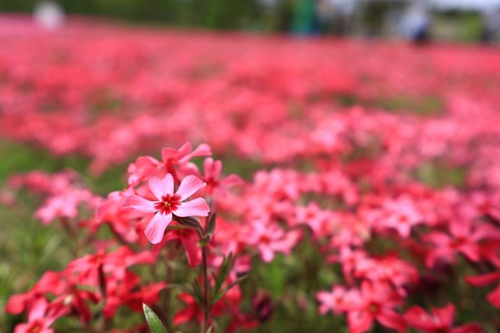 AOƁAsă{Po₷Ȃ܂Bł͓̉ԂɊČ{JĎōh}`bNɕ`ʁBuRF-S18-45mm F4.5-6.3 IS STMv͊Jl傫Aقǖ邢Ył͂܂񂪁ABe̎dɂāAꂾ傫Ȕwi{Poł܂EOS R10ARF-S18-45mm F4.5-6.3 IS STMA21mmi35mmZ34mmjAF4.5A1/500bAISO100AzCgoXFzAsN`[X^CFiBeʐ^i6000×4000A6.9MBj