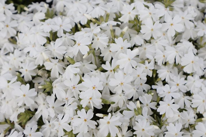 ̓zCgoXI[gɂĎBeBۂԈႢ܂EOS R10ARF-S18-45mm F4.5-6.3 IS STMA45mmi35mmZ72mmjAF6.3A1/320bAISO100AzCgoXFI[gi͋CDjAsN`[X^CFX^_[hBeʐ^i6000×4000A6.2MBj