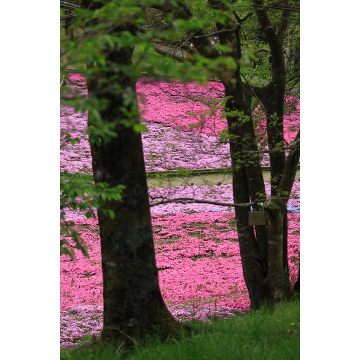 Ԕ̓JtŖڗ߁AOɕʂ̗vfƁAԁX̐F݂ȂBeł܂B͎؂̊Ԃ`悤Ȏ_ŎBeł܂EOS R10ARF-S18-150mm F3.5-6.3 IS STMA45mmi35mmZ72mmjAF6.3A1/250bAISO125AzCgoXFzAsN`[X^CFiBeʐ^i4000×6000A12.0MBj