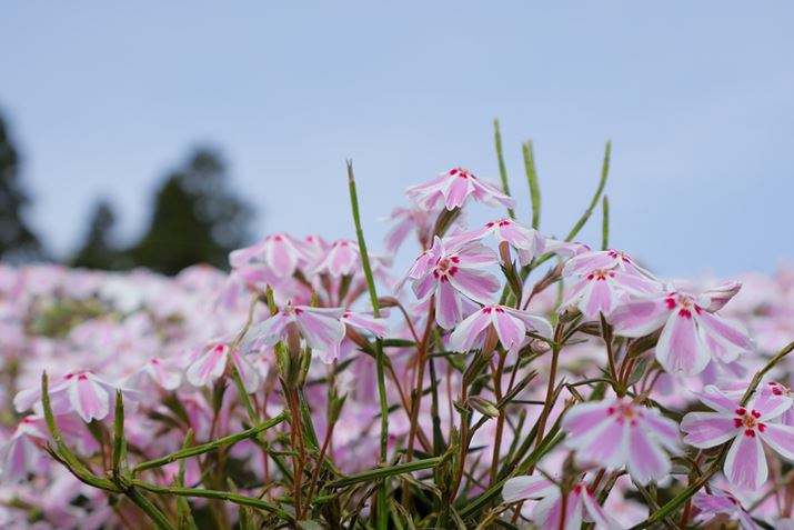 EOS R10ARF-S18-45mm F4.5-6.3 IS STMA29mmi35mmZ46mmjAF6.3A1/320bAISO100AzCgoXFziB2AG2jAsN`[X^CFX^_[hBeʐ^i6000×4000A6.7MBj